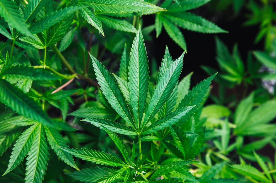 20180620 - marijuana