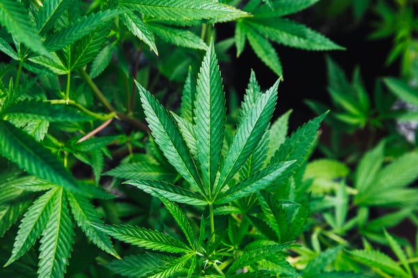 20180620 - marijuana