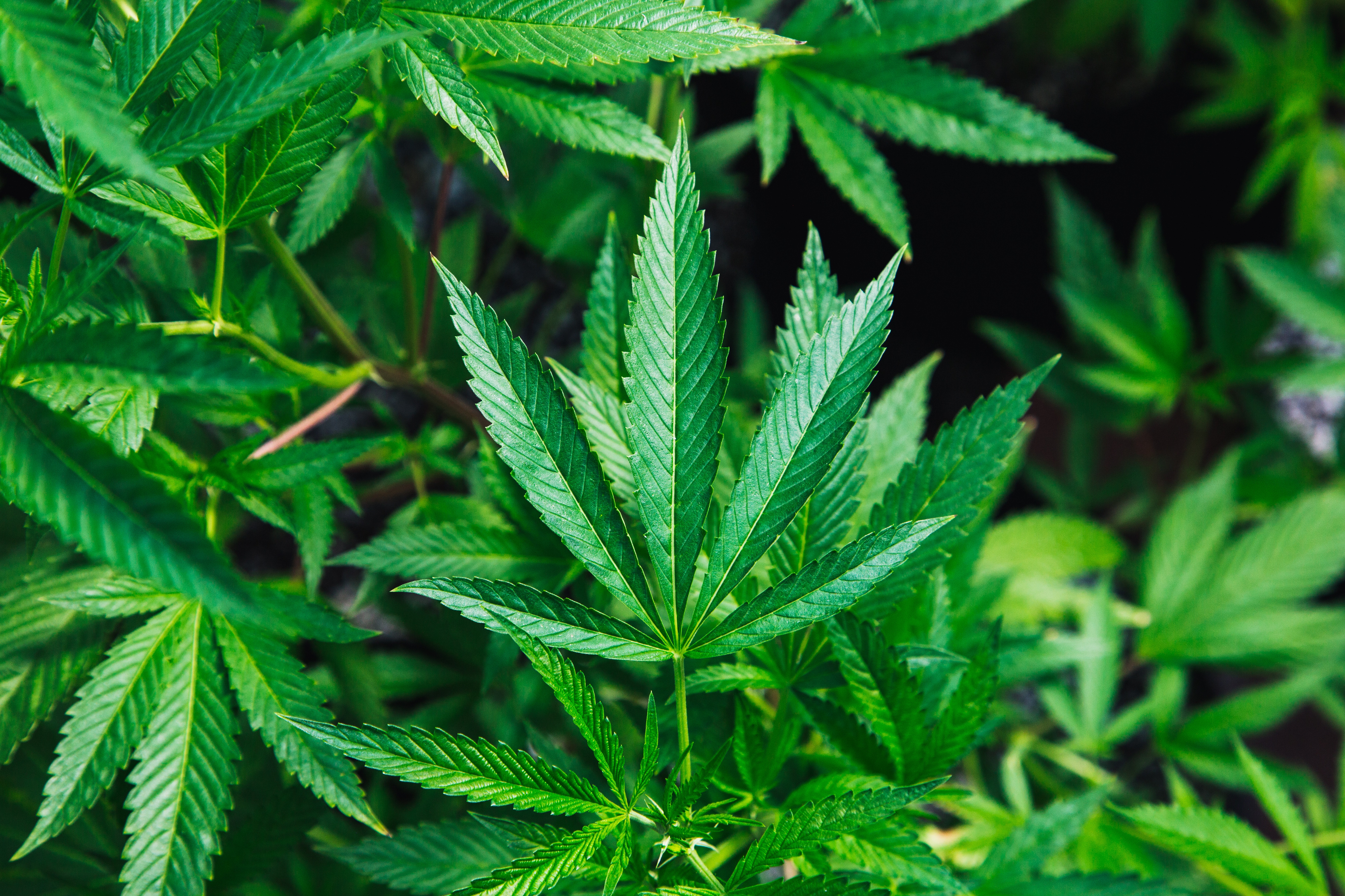 20180620 - marijuana